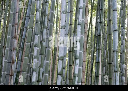 Bamboo Forest, bamboo trees stem background, closeup view, Sagano bamboo forest in Kyoto, Japan. Stock Photo