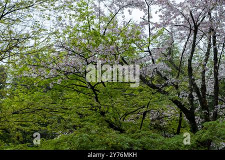 Blooming cherry tree in a Japanese garden, cloudy sky. Sakura tree flowers, spring day in Japan Stock Photo