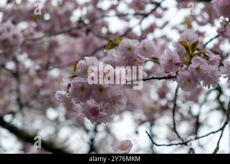 Cherry bloosom, blooming cherry trees closeup view. Springtime, sakura tree flowers in Japan Stock Photo