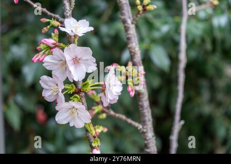 Cherry bloosoms and green leaves, blooming cherry tree closeup view. Springtime, sakura tree flowers in Japan Stock Photo