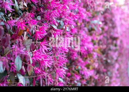Chinese fringe flower, strap flower ornamental plant blooming background, closeup, selective focus.  Loropetalum chinense. Stock Photo