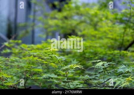 Maple green leaves closeup selective focus. Acer palmatum tree foliage Japanese garden plant in Spring. Stock Photo