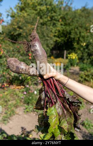 Hand holding freshly harvested long beet roots Stock Photo