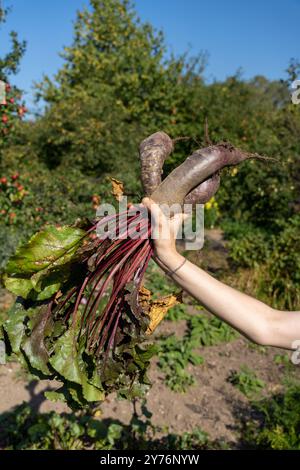 Hand holding freshly harvested long beet roots Stock Photo