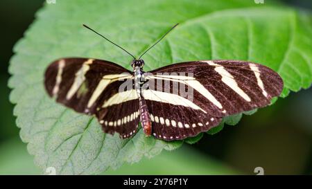 Zebra longwing butterfly, Heliconius charithonia, a species of butterfly from the subfamily Heliconiinae of the family Nymphalidae. Endemic to the sou Stock Photo