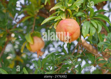 Natural organic pomegranate fruit on tree with green leaves. Stock Photo