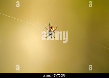 a small spider cricket-bat orbweaver in the center of the web against a blue blurred background Stock Photo