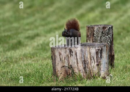 A tree squirrel sitting on a tree stump Stock Photo