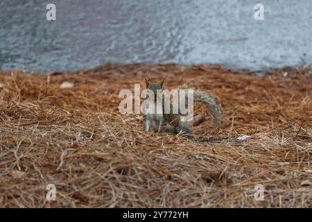 Adorable tree squirrel sitting on the ground Stock Photo