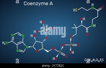 Coenzyme A, CoA, SHCoA, CoASH molecule. Essential coenzyme in fatty ...