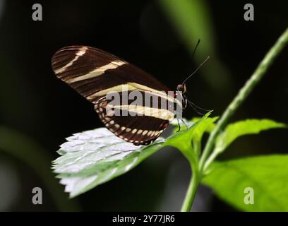 Zebra Longwing or Zebra Heliconian, Heliconius charitonius, Heliconiinae, Nymphalidae, Southern North America, Central America and South America. Stock Photo