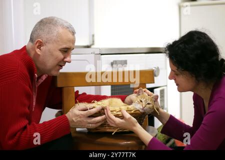 Man and woman strokes cute ginger cat sleeping in basket. Fluffy pet has a nap with pleasure. Concept about pets and love for them Stock Photo