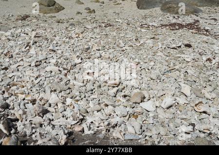 Shells, mussels and stones scattered on the white beach of the Caribbean island of Aruba near the town of Oranjestad. Stock Photo