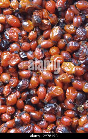 Dried medicinal rose hips, red berries of the wild rose useful Stock Photo