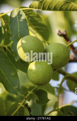 Green walnuts on a tree close-up Stock Photo