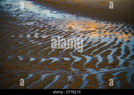 Golden sunset reflecting on a calm shoreline with a bird walking by the water's edge. Stock Photo