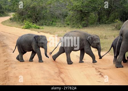 Asian elephant (Elephas maximus maximus), Sri Lanka elephant, young elephant crossing road, Yala National Park, Sri Lanka, Asia Stock Photo