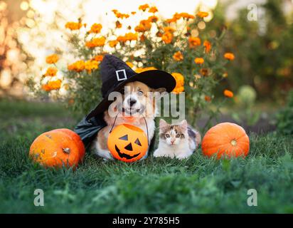 Corgi dog in halloween costume and kitten sitting in yard surrounded by orange pumpkins Stock Photo