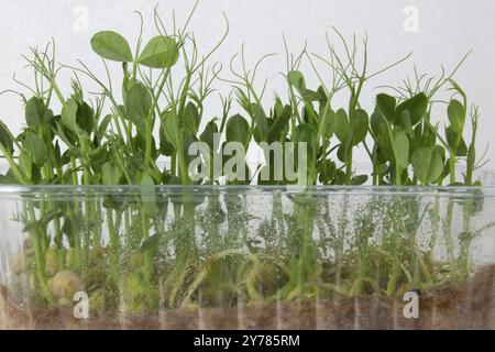 Peas of microgreens growing in a plastic container Stock Photo