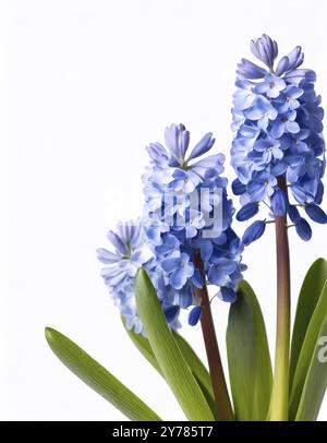Three flowers of Grape Hyacinth isolated on white background Stock Photo
