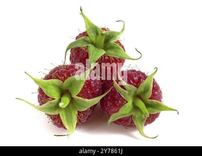 Three raspberries isolated on white background close-up Stock Photo