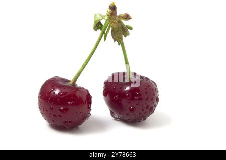 Isolated on white cherries with dew drops. Two ripe berries. Freshness of summer fruits in the frame Stock Photo