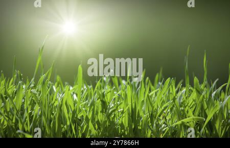 Green grass natural background with selective focus Stock Photo