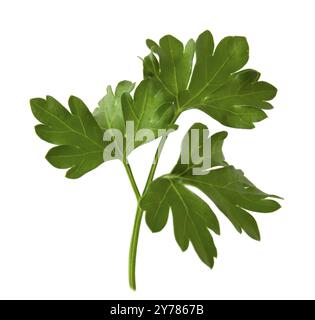 Fresh sprig of green parsley isolated on white background Stock Photo