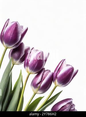 Purple tulips on a white background. Flowers isolated, photo studio Stock Photo
