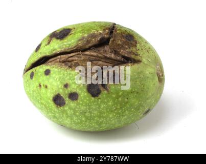 A walnut in a green shell that has cracked on a white background Stock Photo