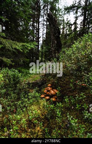 Mossy forest floor in the nature of Idre, Dalarna, Sweden reveals an anthill with Galerina marginata fungi and blueberry bushes, a thriving ecosystem Stock Photo