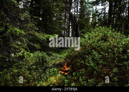 Mossy forest floor in the nature of Dalarna, Sweden reveals an anthill with Galerina marginata fungi and blueberry bushes Stock Photo