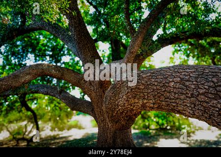 A sprawling Oak Tree with thick, winding branches stretches across the image, dappled sunlight filtering through its dense foliage. Stock Photo