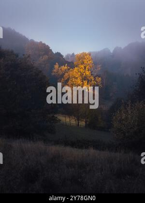 Fog in the mountains morning photo with fog and a tree with no leaves standing alone in a field with the sun moving behind it . A moody photo with lot Stock Photo
