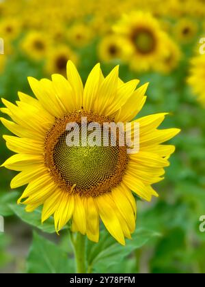 Sunflower field in Hebron, Maryland on the Eastern Shore Stock Photo