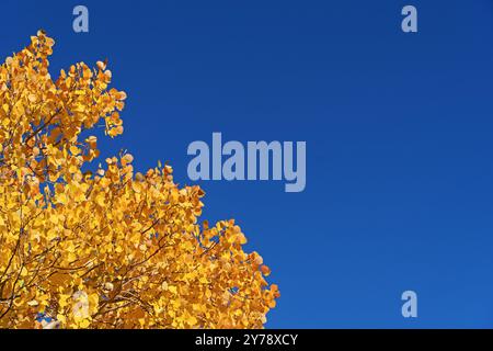 yellow autumn aspen leaves with blue sky background and copyspace Stock Photo