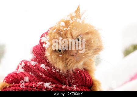 A fluffy ginger cat wrapped in a red knit sweater, with snowflakes resting on its fur, exuding a cozy yet angry expression against a snowy backdrop, Stock Photo