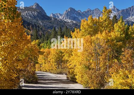 narrow road surrounded by yellow aspen trees leads to the Sierra Nevada Mountains in California Stock Photo