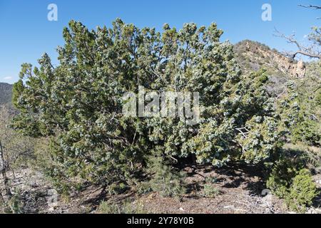 wild juniper tree covered in berries growing on a desert mountain ridge Stock Photo