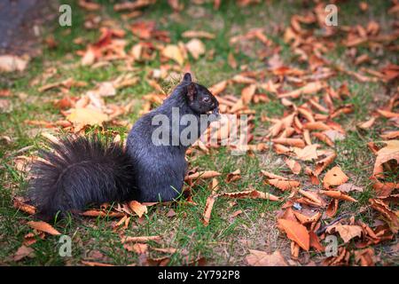 Black squirrel foraging among fallen autumn leaves in Gage Park, Hamilton, Ontario, Canada Stock Photo