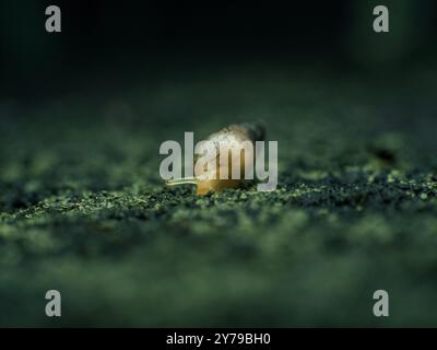 Small air-breathing land snail of Subulina octona on dark background Stock Photo