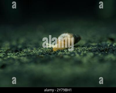 Small air-breathing land snail of Subulina octona on dark background Stock Photo