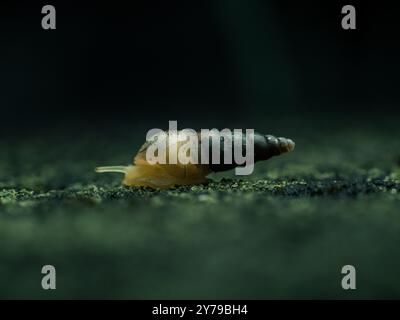 Small air-breathing land snail of Subulina octona on dark background Stock Photo