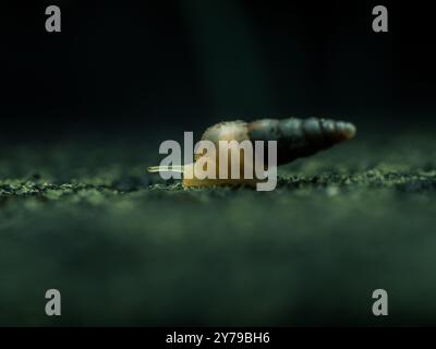 Small air-breathing land snail of Subulina octona on dark background Stock Photo