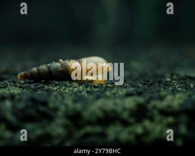 Small air-breathing land snail of Subulina octona on dark background Stock Photo