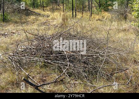 A small pile of cut and sawn tree branches lies on green grass in the forest. There is a pile of brushwood and branches on the ground. The concept of Stock Photo