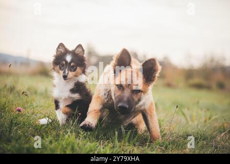 Puppies (Sheltie and Old German Sheepdog/ Westerwälder Kuhhund) Stock Photo
