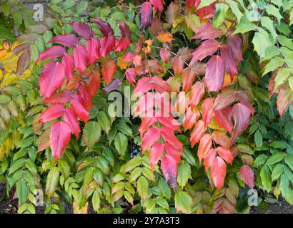 Japanese Mahonia in autumn colour Stock Photo