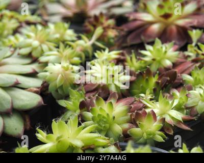 Close-up of Sempervivum ideal plant for green roofs and dry stone walls  RECORD DATE NOT STATED Stock Photo