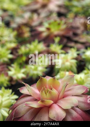 Close-up of Sempervivum ideal plant for green roofs and dry stone walls  RECORD DATE NOT STATED Stock Photo